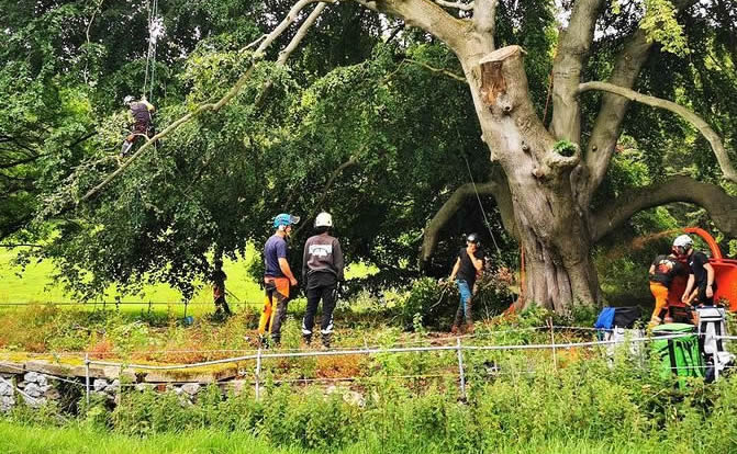 Peak District Tree Surgeons