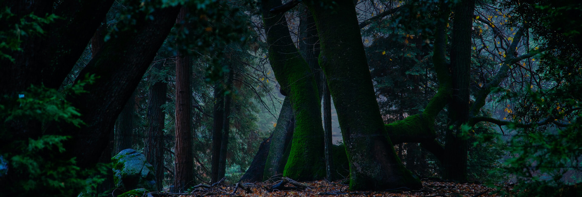 About Peak District Tree Surgeons