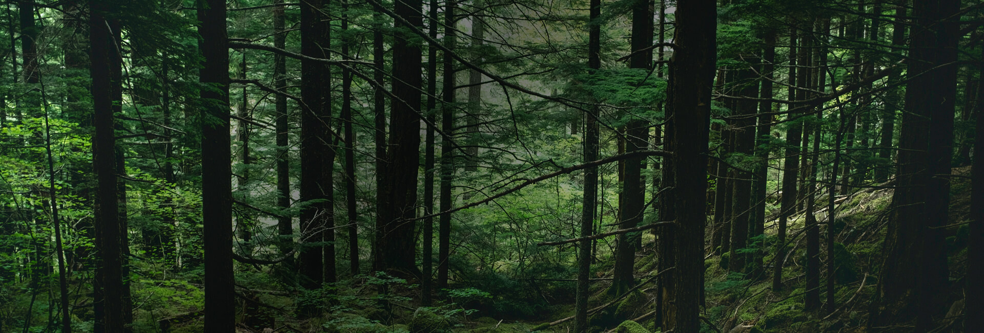 Peak District Tree Surgery Services