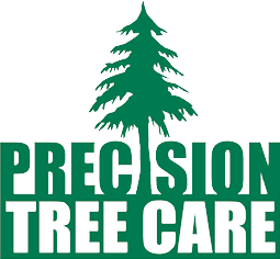 Precision Tree Care in the Peak District