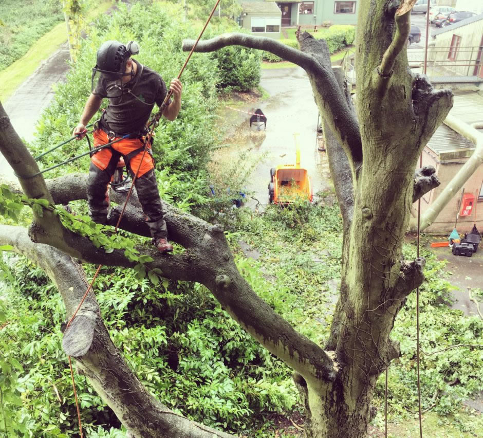 Peak District Tree Surgeons Services