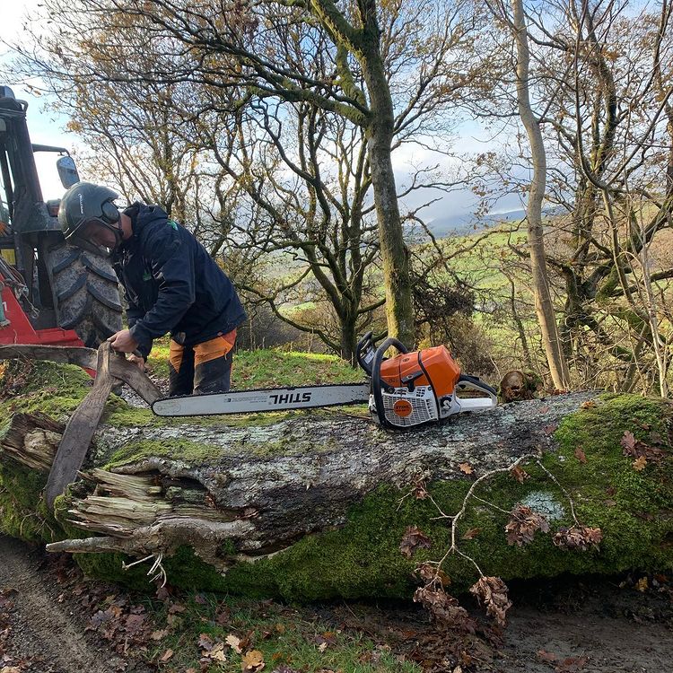 Peak District Tree Surgery Service